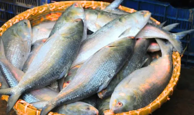 ইলিশ মাছের দাম