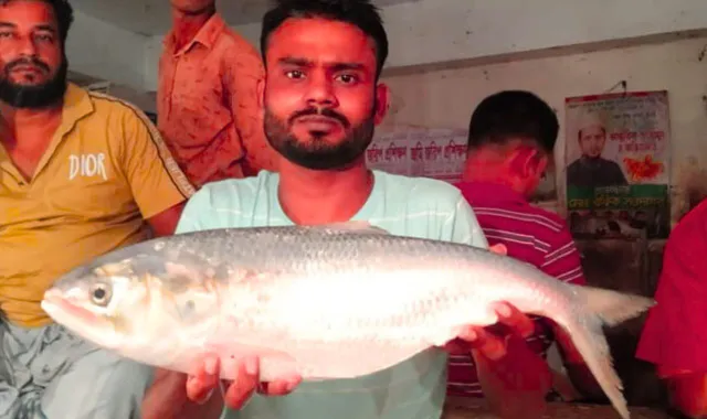 ইলিশ মাছের দাম