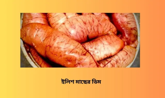 ইলিশ মাছের দাম