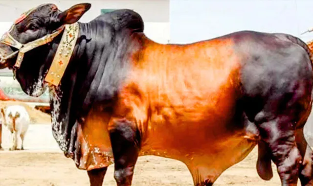 গরুর মাংসের দাম