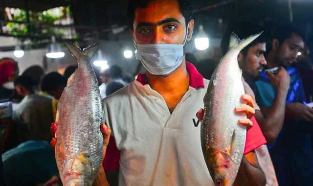 ইলিশ মাছের দাম